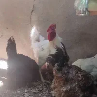 خروسک جوان آواز خوان