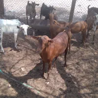 نری|حیوانات مزرعه|بندرعباس, |دیوار
