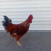 خروس