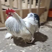 فروش خروس تزینی