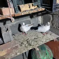 کبوتر