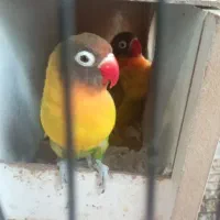 طوطی برزیلی جفت نرو ماده