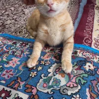 گربه|گربه|گالیکش, |دیوار