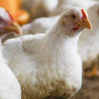 مرغ گوشتی