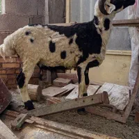بره قوچ چاق
