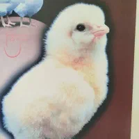کارگر مرغداری همراه با خانواده