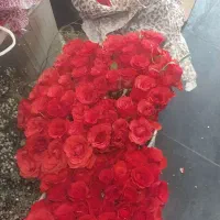 رز ایرانی بسته ای تعداد محدود