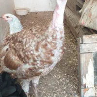 فروش دو عدد بوقلمون ماده ونر