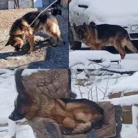 توله ژرمن ورک