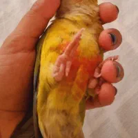 طوطی گرینچیک دستی فوری