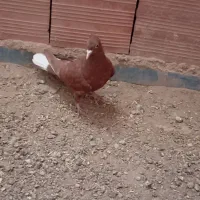 سه تا جونگ کفتر دم سفید
