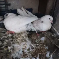 کفتر