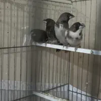 فنچ بنگالی حمال پرستار