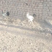 خروس