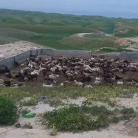 بز ماده با بزغاله