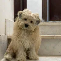 شیتزو|سگ|گرگان, |دیوار