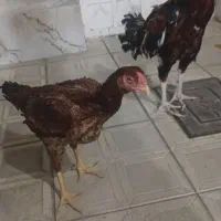 مرغ لاری اصیل