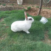 یک‌عدد‌خرگوش‌