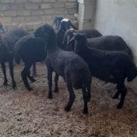 بره نروماده