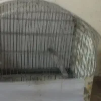 دوتاقفس ویک لانه بزرگ