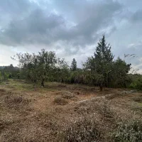 فروش-زمین-مسکونی-سنددار-جنگلی-نزدیک-سدلفور