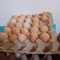 فروش تعدادی تخم مرغ نطفه دار برهما