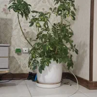 فروش گل شفرا