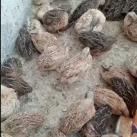 بلدرچین