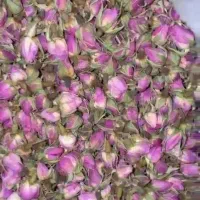 فروش گل محمدی