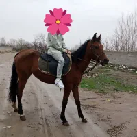 مادیان و کره نر