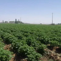 سیب زمینی بذری