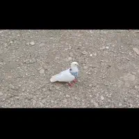 چهار جفت جفتگاه سالم