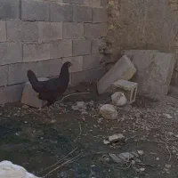 مرغ لاری