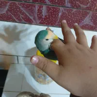 طوطی وعروس هلندی
