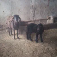 گوسفدبره دار