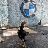 مرغ وخروس لاری همراه باجوجه
