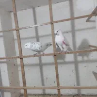 کفتر تهرانی پرشی پشتدار گرگی کاکلی دم سبز کاکلی