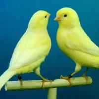 قناری نر بخون