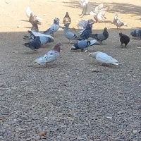 کبوتر