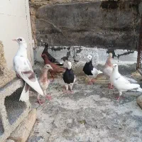 کبوتر