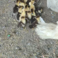 جوجه اردک اسرائیلی همراه با مادر