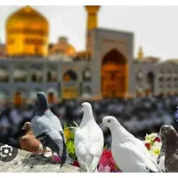 تورمشهدوسایرمقصدها تخفیف ویژه
