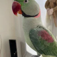 شاه طوطی نر بالغ