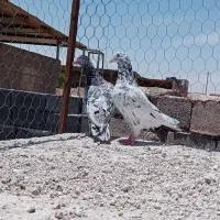 کفتر|پرنده|مشهد, ترمینال|دیوار