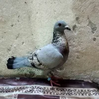 کفتر ماده سبز کوویتی ترکه زرد