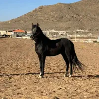 خرید فروش اسب