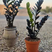 از گلخانه ما دیدن کنید..خانه گل