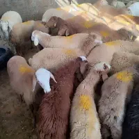 دام‌ زنده با چندین شعبه فعال در البرز