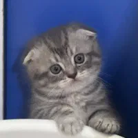 گربه کوچولو اسکاتیش