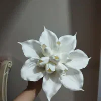 د س ت ه گل عروس